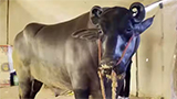 Anmol, a buffalo from Rajasthan, is valued at Rs 23 crore